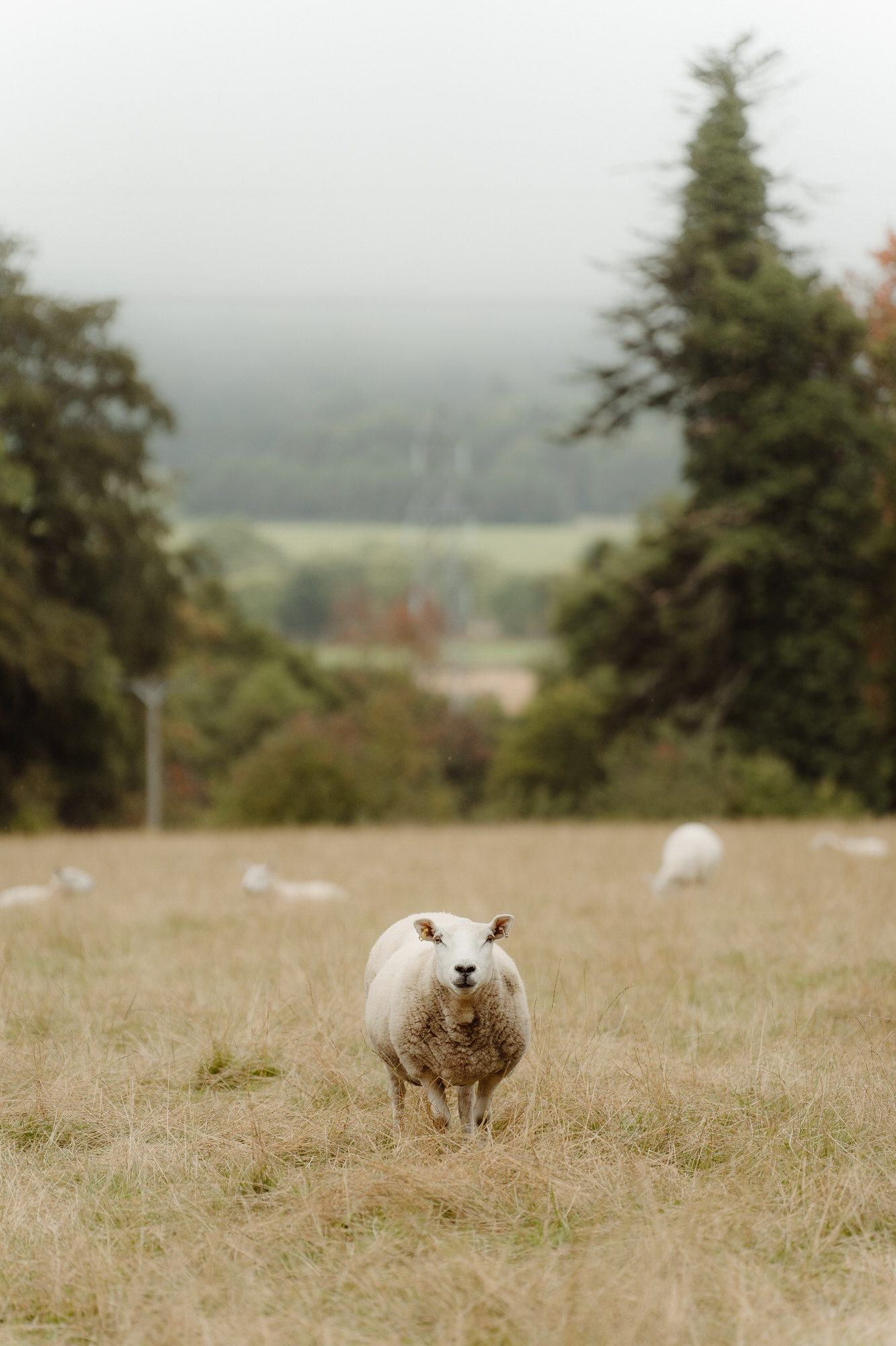 A sheep stands facing the camera at Achnagairn Castle.